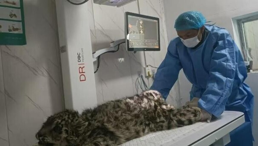 哪吒到底是天津人还是四川人,2025年奥门天天开彩资料,重点解答解释落实_iosV13.70